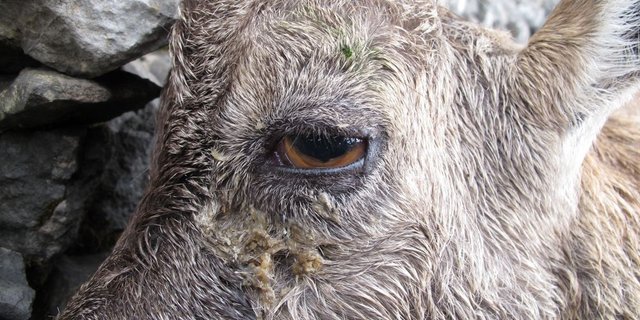 Erkrankter Steinbock im Anfangsstadium mit Sekretstrassen unter dem Auge. (Bild zVg)