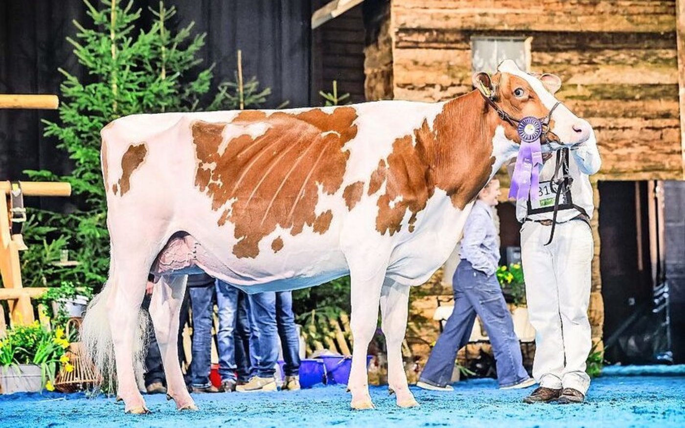 Grande Championne bei den Red Holstein: Ptit Coeur Atomic Pastille von Roger Frossard aus Les Pommerats.