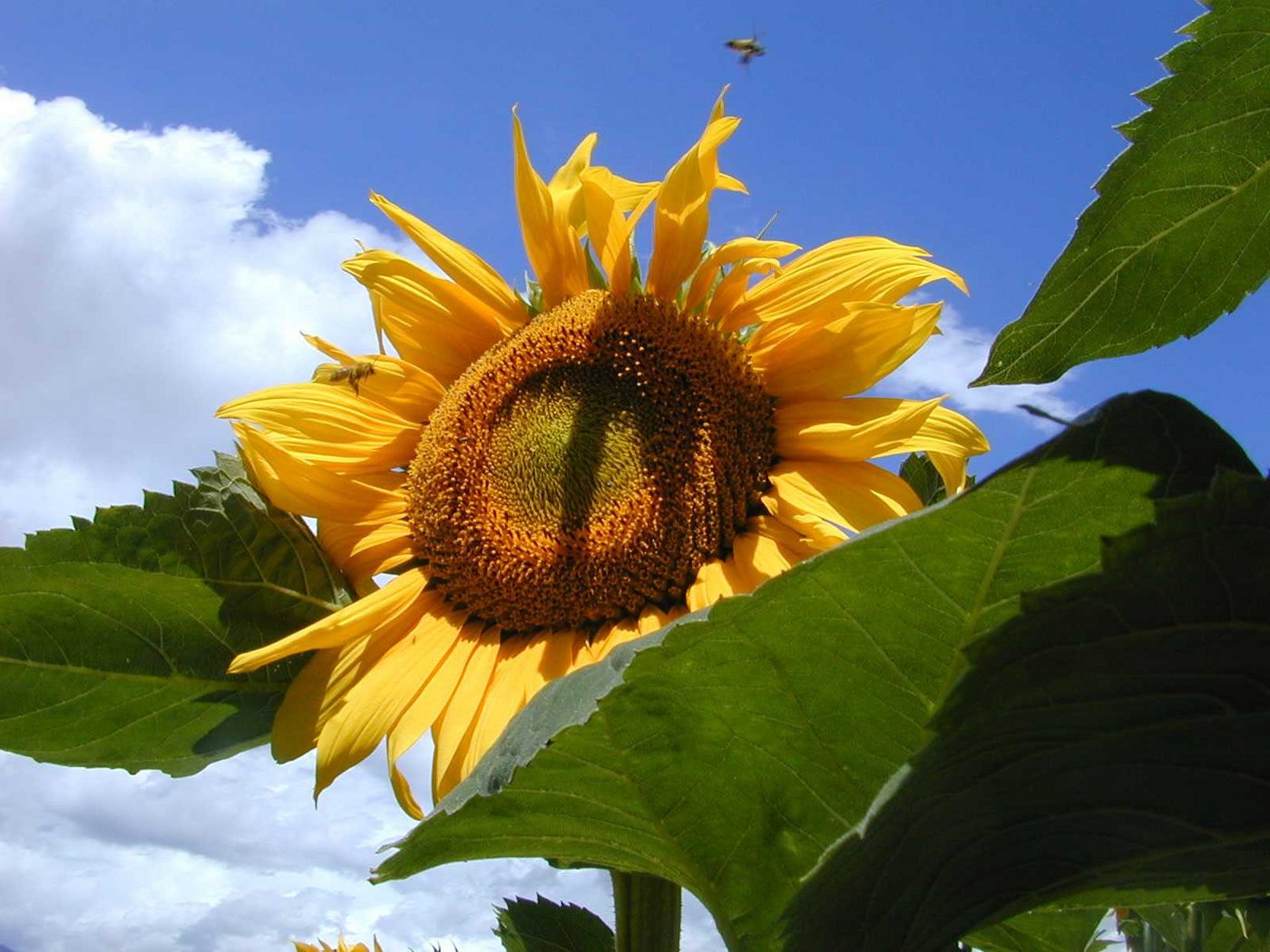 Für klassische Sonnenblumen sind die Marktpreise der Ernte 2020 höher als im Vorjahr. (Bild Swiss Granum)