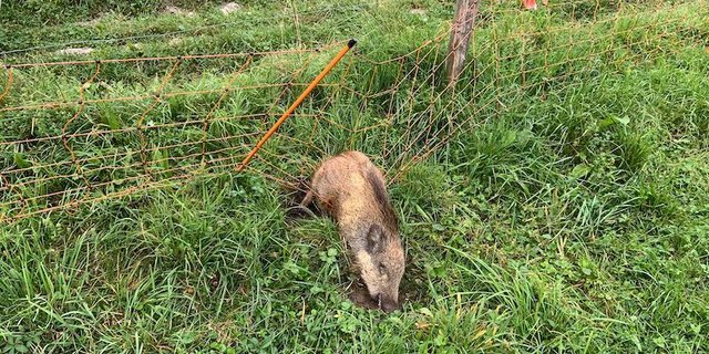 Wenn mobile Zäune in Waldesnähe aufgestellt werden, besteht immer ein gewisses Risiko, dass sich Wildtiere darin verfangen. (Bild zVg)