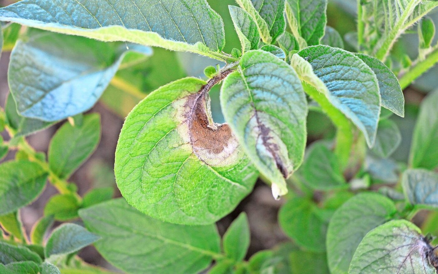 Typische Krautfäule-Symptome: In der Mitte der Flecken ist das Gewebe abgestorben, im Randbereich ist es chlorotisch und hell.
