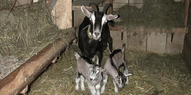 Forscher haben herausgefunden, dass Ziegen ein sehr gutes Langzeitgedächtnis haben. (Bild: BauZ) 