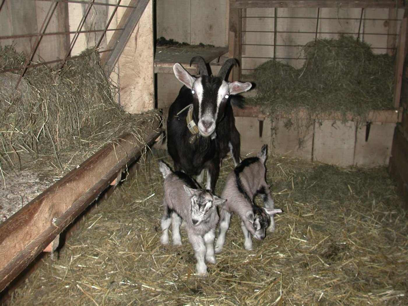 Forscher haben herausgefunden, dass Ziegen ein sehr gutes Langzeitgedächtnis haben. (Bild: BauZ) 
