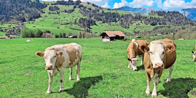 Dana (links) und ihre beste Freundin gemeinsam auf der Weide. Sie haben sich während der Erkrankung von Dana vermisst.