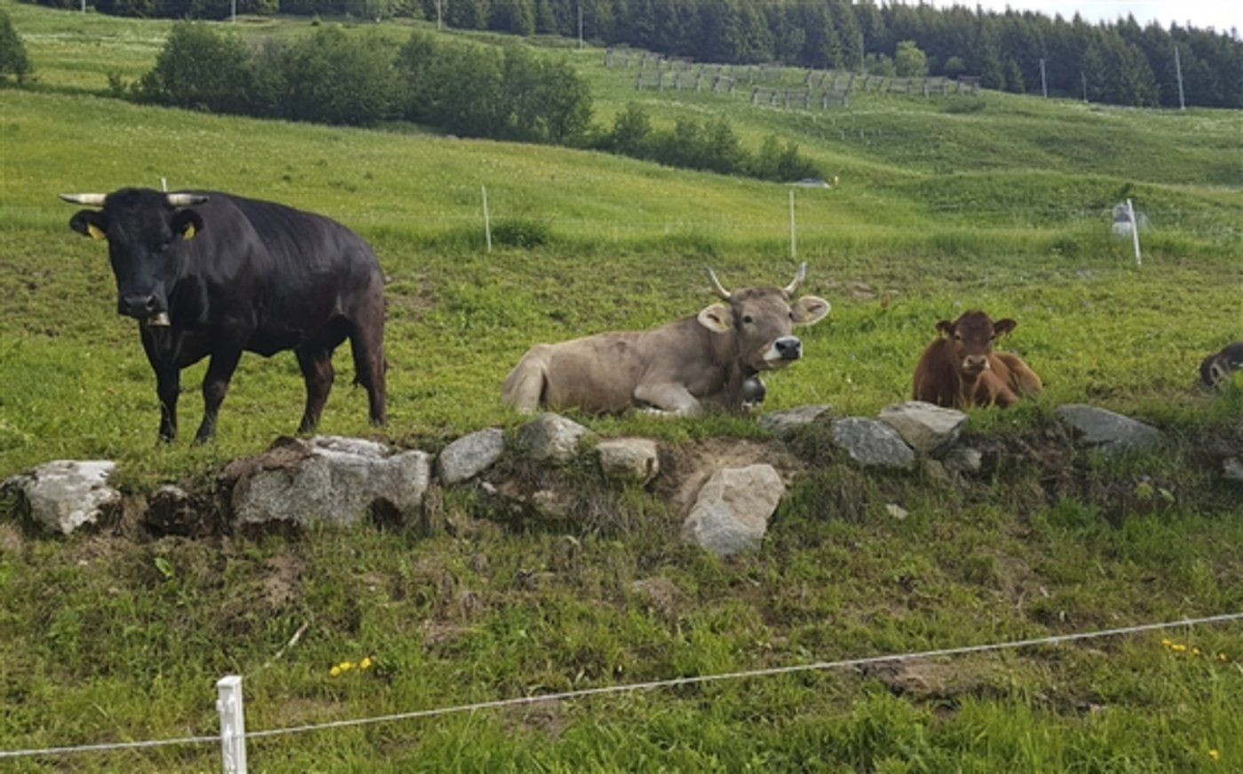 Almwirtschaft ist nicht nur Kullisse für Wanderer. (Symbolbild ji/lid) 