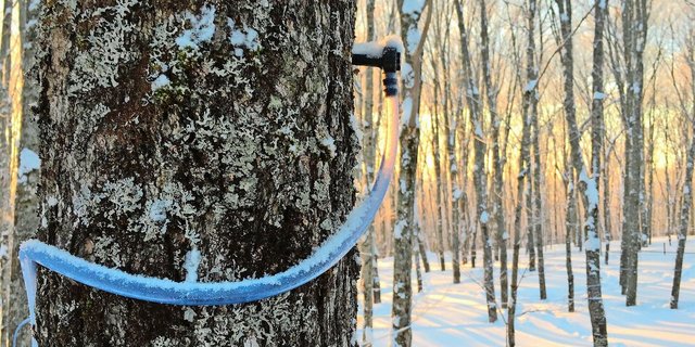 Damit der Saft aus den Ahornbäumen gewonnen werden kann, müssen die Temperaturen stimmen. Für eine gute Ernte müssen sie im März und April mehrere Wochen lang um den Gefrierpunkt herum liegen.