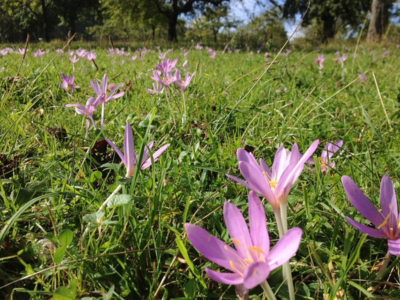 Sieht schön aus, ist aber tödlich und schwer bekämpfbar: Die Herbstzeitlose. (Bild Pixabay)