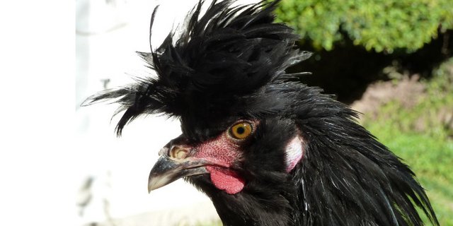 Im Herbst seien oft Jungtiere bei Züchtern von Neu-Tirolerhühnern erhältlich. Auf Anfrage gibt der Verein Patrimont Schweiz entsprechende Adressen weiter. (Bild Verein Patrimont) 