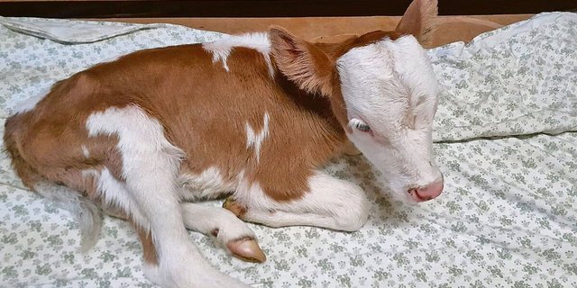 Irgendwann soll Djamila werden, wie ihr Name es verheisst: die Schöne. Jetzt ist sie aber vor allem eines: klein. 