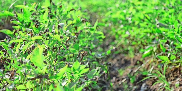 Die Krautfäule ist derzeit in praktisch jedem Kartoffelfeld sichtbar, doch es gibt grosse Unterschiede. Je nach Zustand und Entwicklungsstadium wird empfohlen, Bestände unterzufahren.