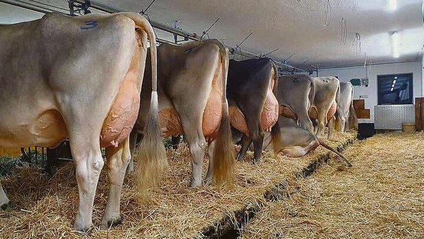 Einblick in den Stall von Familie Klocker im Zillertal.
