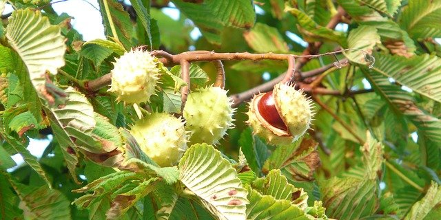 Der Fonds Landwirtschaft Schweiz will in der Westschweiz die Kastaninekultur wieder aufleben lassen. (Symbolbild pixabay)