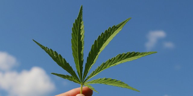 Dank der Herkunftsregelung sollen die Cannabis-Versuche der Schweizer Landwirtschaft zugutekommen. (Bild Pixabay)
