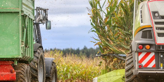 Der Saatgutmarkt bei wichtigen Kulturen wie Mais, Raps und Zuckerrüben ist stark konzentriert. Vor allem bei den beiden letzteren ist die Schweiz vollständig von Saatgutimporten abhängig. (Bild Pixabay) 