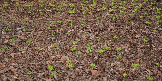 «Angepasste Strategien» sollen bei der Bewältigung des Klimawandels in der Landwirtschaft helfen. Hier wächst Salat in einer Mulchschicht, die vor Austrocknung und Unkraut schützt – eine Methode für die Zukunft? (Bild jsc)