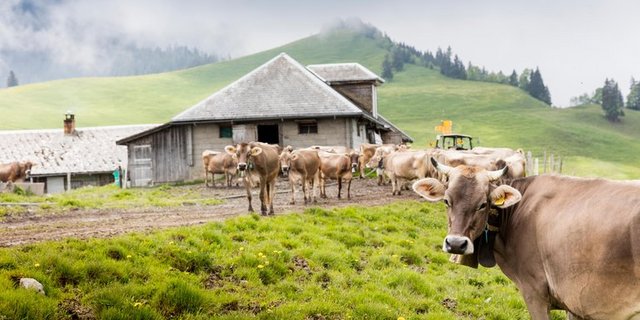 Die Coop Patenschaft ermöglicht die Erneuerung des Alpgebäudes und gibt 156 Kühen ein neues Dach über dem Kopf. (Bild Coop)
