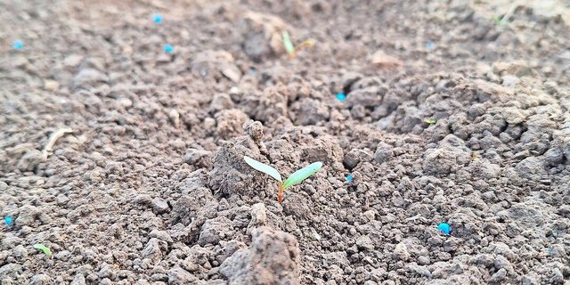 Die kalten Tage scheinen den Schneckendruck zu hemmen. Aber ausser Acht lassen sollte man ihn nicht.