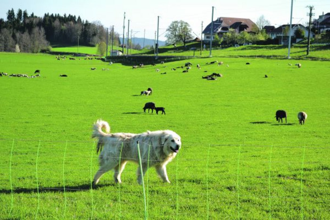 Nicht alle haben Freude an den bellenden Hunden. (Bild Peter Fankhauser)