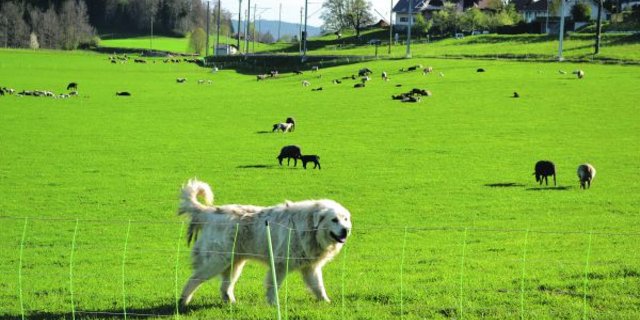 Nicht alle haben Freude an den bellenden Hunden. (Bild Peter Fankhauser)