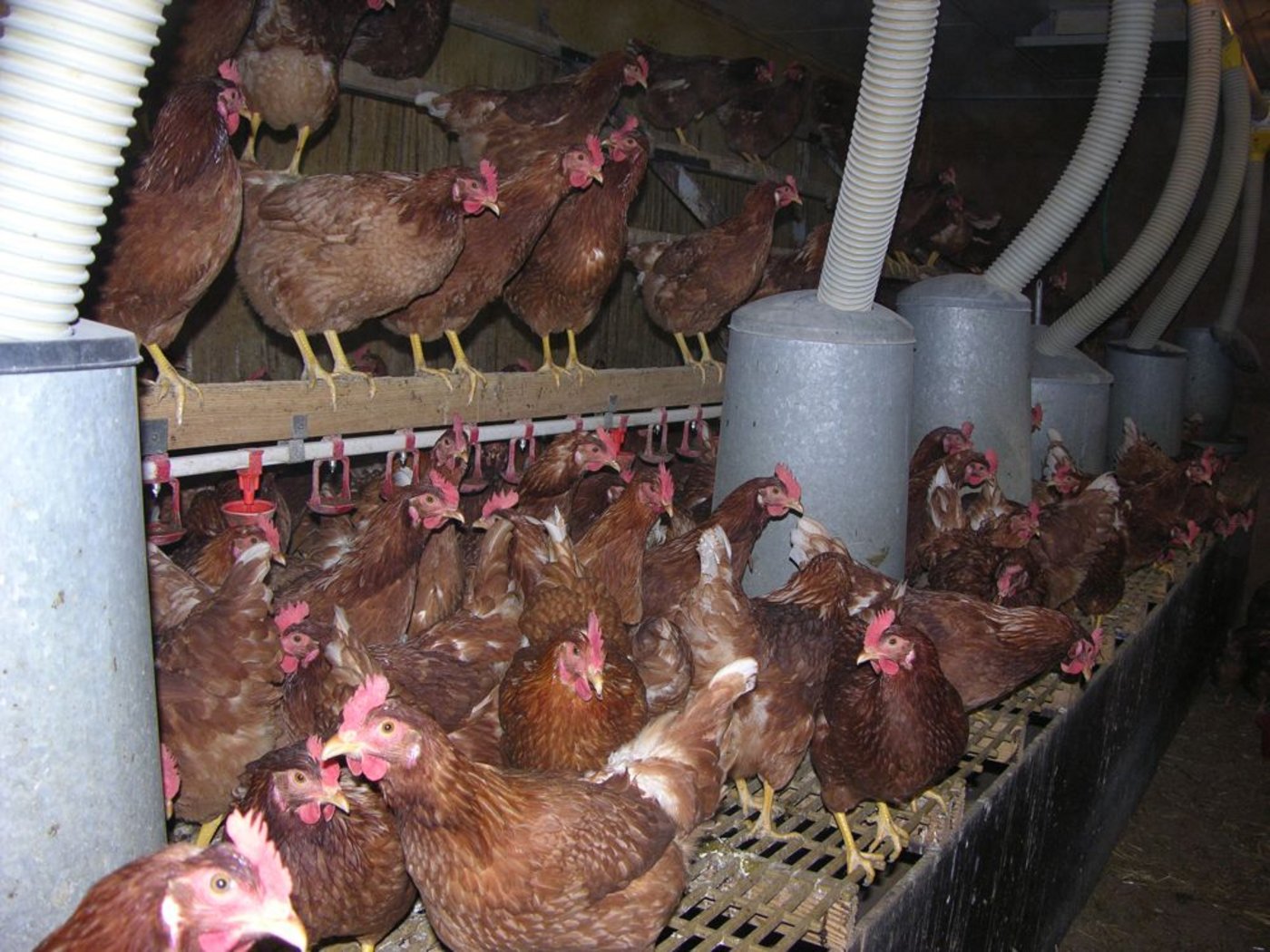 Nutztiere sollen künftig in Deutschland nicht mehr in 'Massentierhaltungen' leben. (Bild: BauZ)