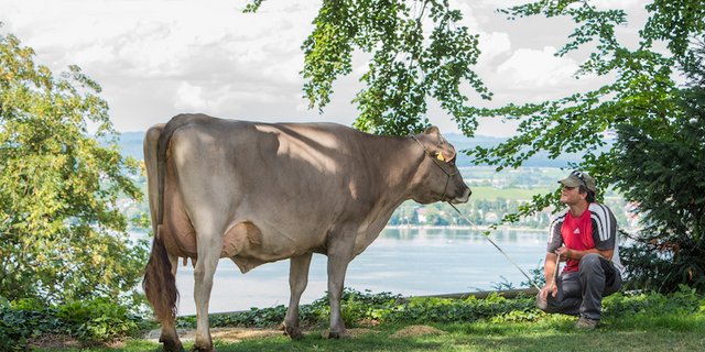 Die Kühe von Heinz Haffa leisten pro Laktation im Schnitt gut 9‘000 kg Milch. (Bilder zVg) 