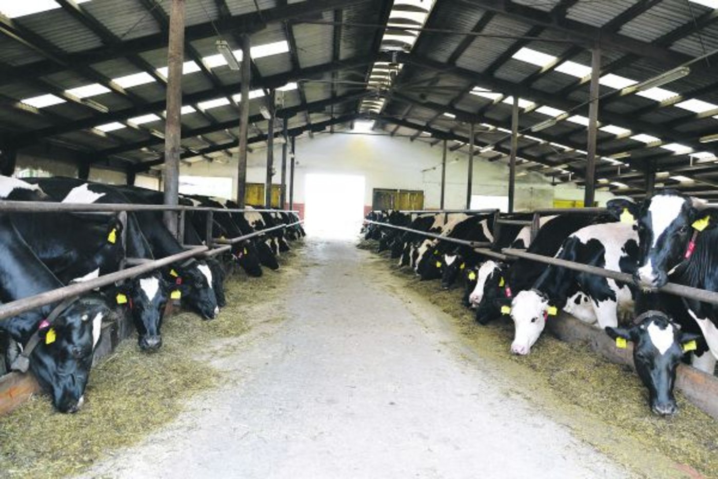 Der Stall von Milan Basik ist einfach und nach Erweiterung und Melkroboter-Einbau 2007 wieder abgeschrieben. Der Tscheche kann noch mit der Konkurrenz aus anderen EU-Ländern mithalten. (Bilder zVg)