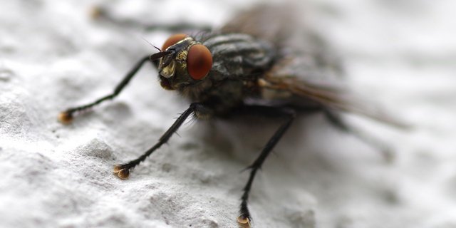 Mit den warmen Temperaturen kommen wieder die lästigen Stallfliegen. (Symbolbild Pixabay)