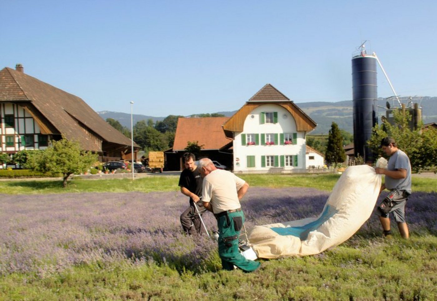 Geerntet wird zu Dritt. (Bild ts/lid)