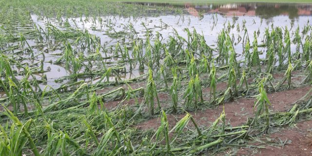 Die Unwetter der letzten Tage haben vielerorts grosse Zerstörung angerichtet. Laut Schweizer Hagel sind 90 Prozent aller Ackerbaubetriebe hierzulande versichert und können so mit Unterstützung rechnen. (Bild Andrea Wyss)