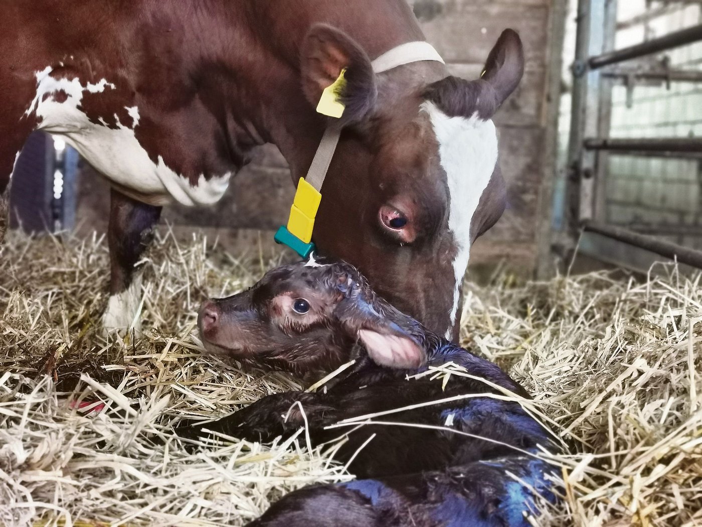 Nach der Geburt guthinhören kann helfen. (Bild sb)