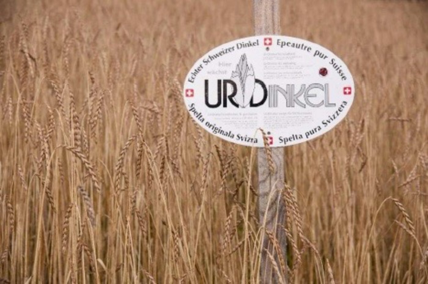 Die Nachfrage nach Urdinkel übertrifft das Angebot bei weitem. (Bild zVg)