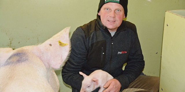 28 bis 29 abgesetzte Ferkel pro Sau und Jahr:Für Geburtshilfe und Erstversorgung steht der Meisterlandwirt nachts auf.