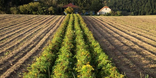 Für die Gemüsebauern ist unter anderem die Forschung zur nachhaltigen Förderung der Bodenfruchtbarkeit wichtig. (Bild Martina Berg)