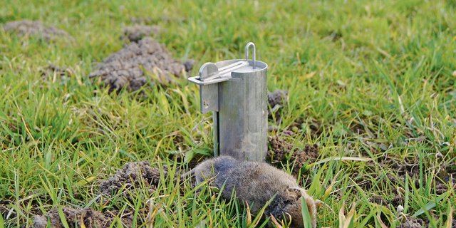 Diese Schermaus hatte Pech: In vielen Regionen um Aargau, Luzern und auch Zug, sind die Populationen aber dermassen hoch, dass eine Bekämpfung keinen Sinn mehr macht.(Bild Ruth Aerni)