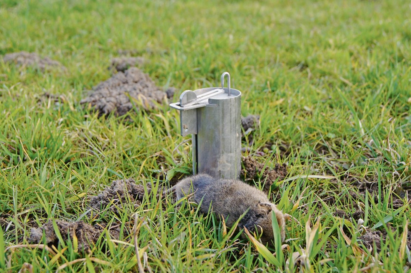 Diese Schermaus hatte Pech: In vielen Regionen um Aargau, Luzern und auch Zug, sind die Populationen aber dermassen hoch, dass eine Bekämpfung keinen Sinn mehr macht.(Bild Ruth Aerni)