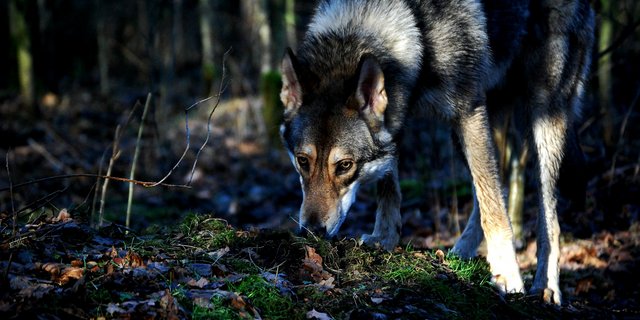 Der Wolf soll im Kanton Schwyz ausgerottet werden, lautete ein Antrag an der DV letzten Freitag. (Bild A.S./pixelio.de)