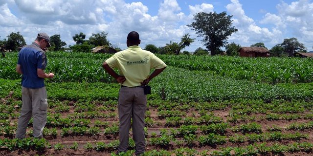 Die Mischkultur soll in Malawi künftig für höhere Mais-Erträge sorgen. (Bild SFIAR)