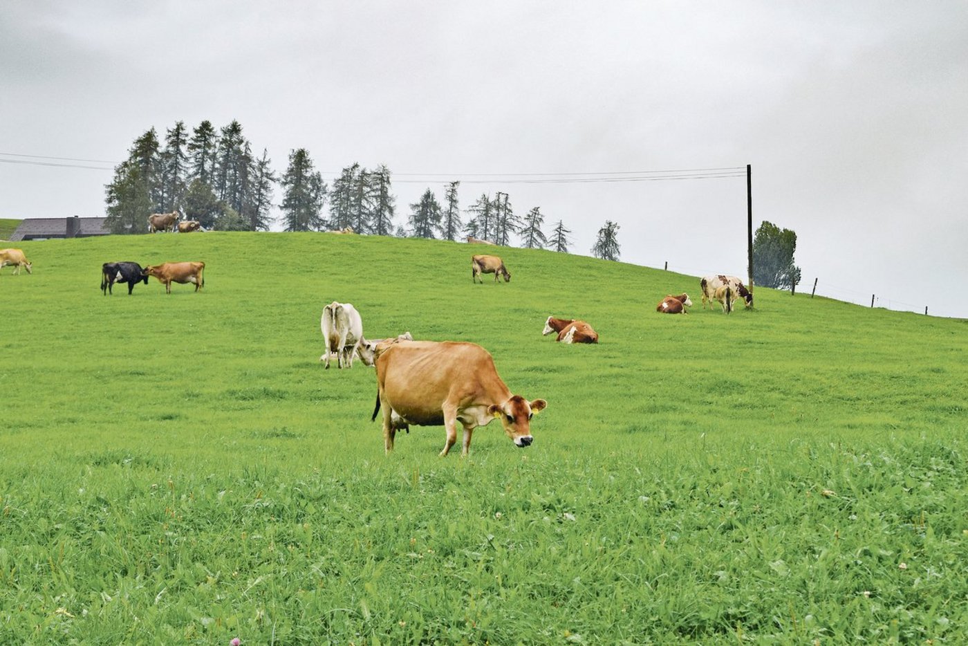 Steiners setzen bei der Eigenremontierung auf  Weiderassen wie Norwegisches Rotvieh und neuseeländische Jersey. Ein eher ungewohntes Bild im Appenzellerland, wo traditionell Braunvieh gehalten wird. (Bilder Stefanie Giger)
