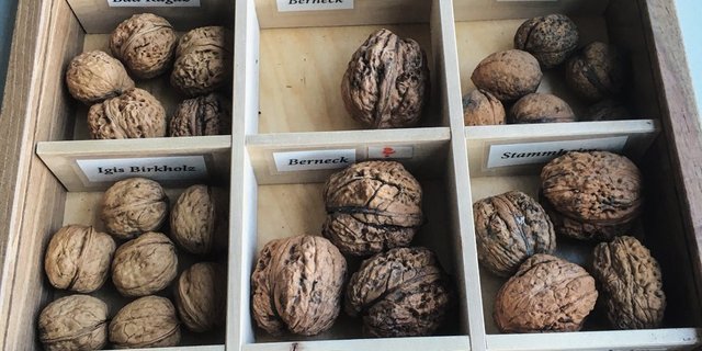 Die Vielfalt der Walnuss-Sorten ist gross. Die Vereine «Nussdorf Frümsen» und «Obstsortensammlung Roggwil» möchten diese Sorten erhalten. Bild: Hans Oppliger
