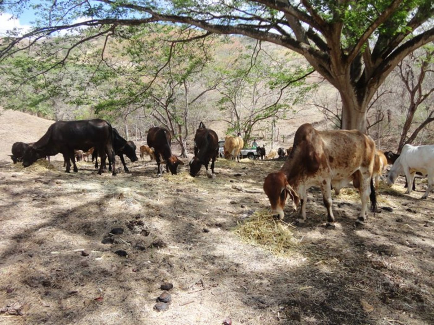 Die Rinder und Galtkühe werden auf der Weide mit gehäckseltem Taiwangras zugefüttert. (Bild Mirka Lötscher)