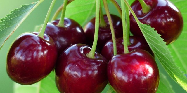 Dank verschiedener Sorten mit unterschiedlichen Reifezeitzpunkten kann man Schweizer Kirschen bis Ende Juli geniessen, schreibt der Obstverband. (Bild Pixabay)