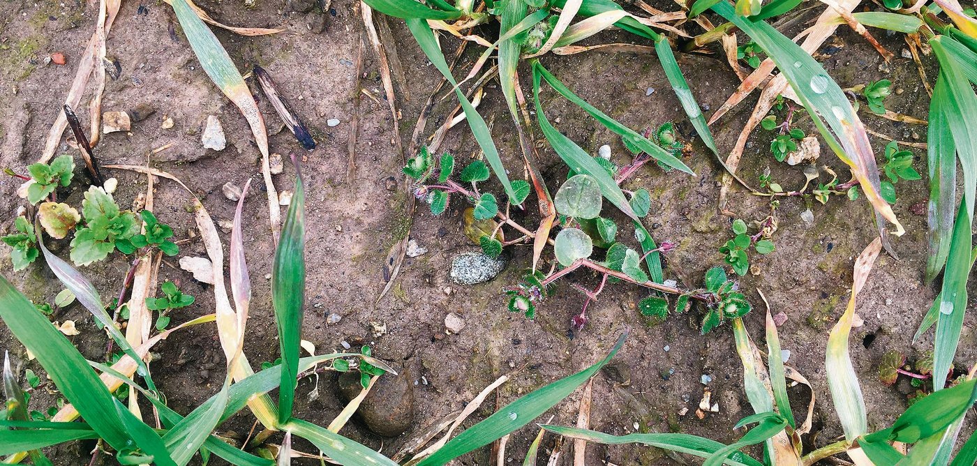 Die Unkräuter im Weizen sind schon relativ gross. Der Efeublättrige Ehrenpreis blüht bereits im Weizen. (Bild Barbara Graf)