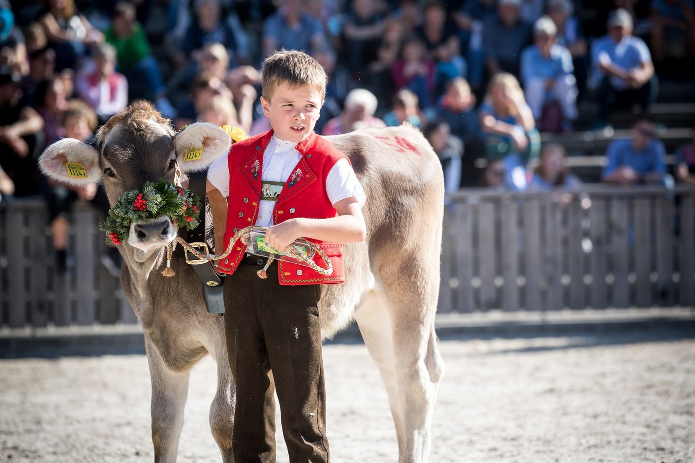 Auch die Kleinen haben ihren grossen Auftritt: Am Sonntag, 13. Oktober, stellen die 8- bis 12-Jährigen ein Kalb aus dem Stall ihrer Eltern vor. (Bild Michael Huwiler)