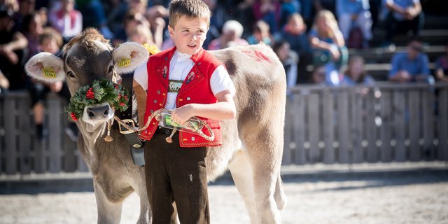Auch die Kleinen haben ihren grossen Auftritt: Am Sonntag, 13. Oktober, stellen die 8- bis 12-Jährigen ein Kalb aus dem Stall ihrer Eltern vor. (Bild Michael Huwiler)