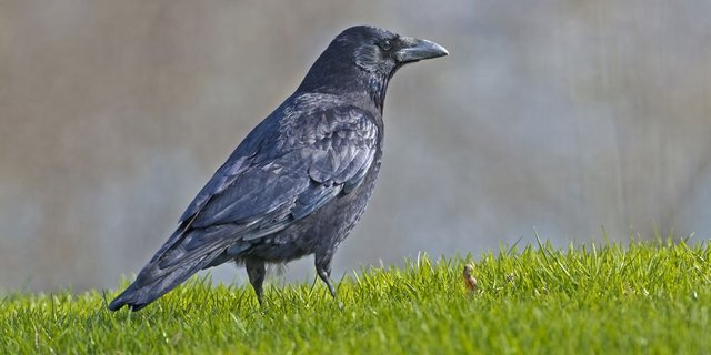 Die Rabenkrähe ist Ursache von teilweise grossen Ernteausfällen. Sie kann nur mit einer Kombination von verschiedenen Trügungsmassnahmen daran gehindert werden, das Saatgut oder die kleinen Schösslinge zu vertilgen. (Bild Marcel Burkhard, ornifoto.ch)