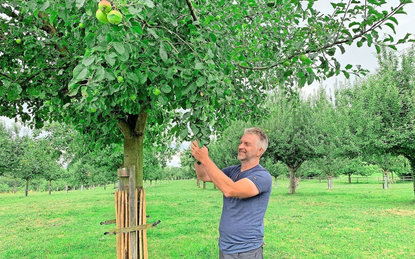 Urs Amrein begutachtet die Früchte an einem Apfelbaum. Auf dem Pro Specie Rara Archehof stehen noch über 600 Hochstammbäume von über 400 Sorten. Viele sind Patenbäume.   