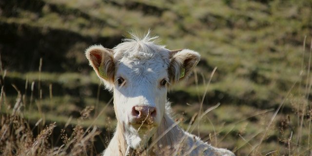 Ein Kalb auf der Sömmerungsweide im Kanton Graubünden. (Symbolbild Pixabay)
