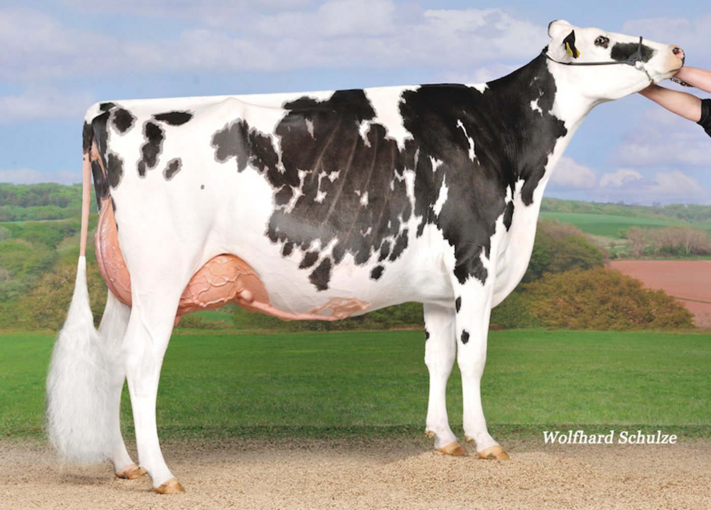 In Libramont dabei ist auch die aktuelle Grand Champion der Expo Bulle: Au Parchy Doorman Jolie von Gobeli Holstein, Gasser, Räz und Hullcrest Holstein. (Bild ws)