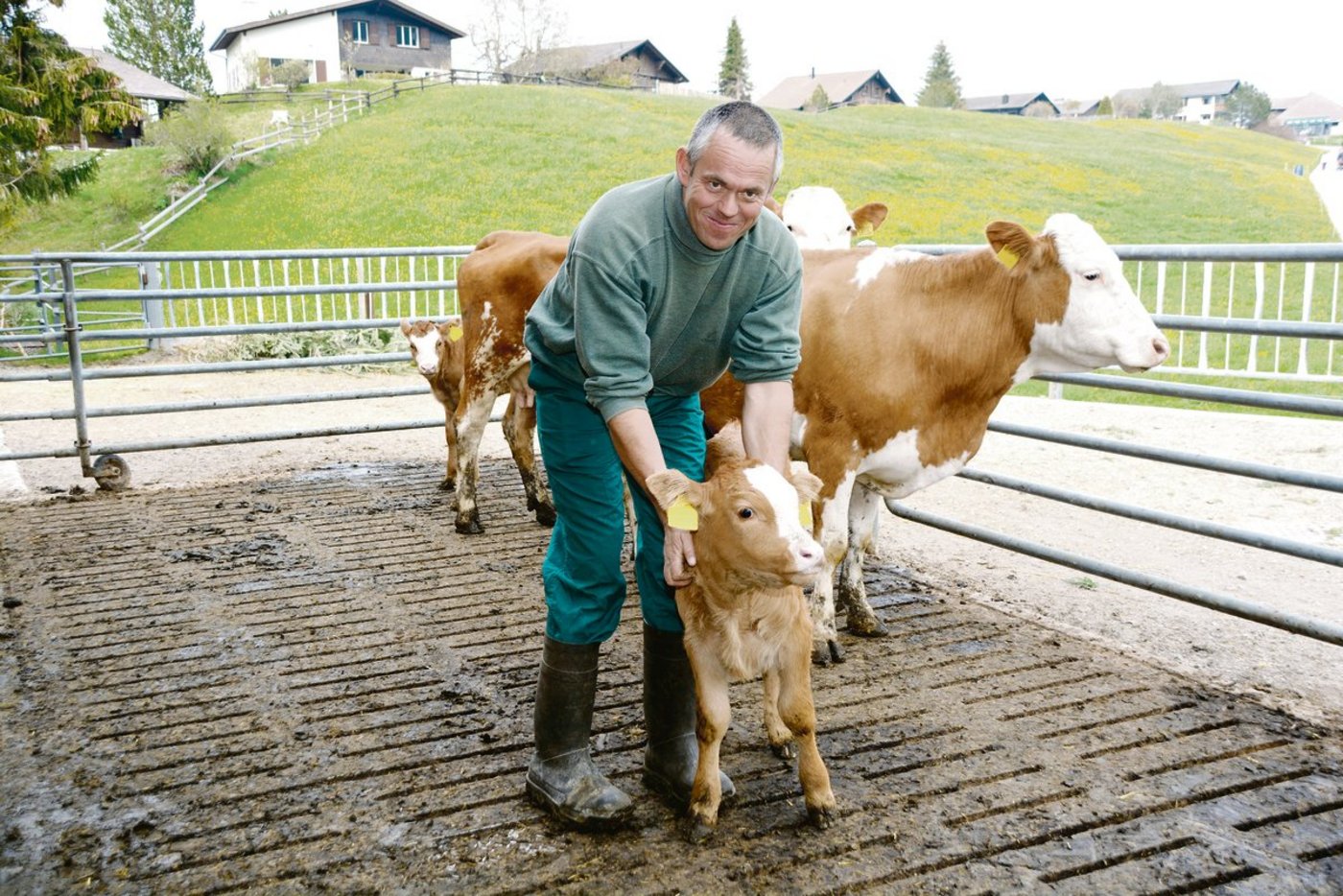 Erich Arnold mit den kleinen und leichten Hinterwälder Mutterkühen und Kälbern im Laufhof am Spazierweg auf Wirzweli. (Bild Josef Scherer)