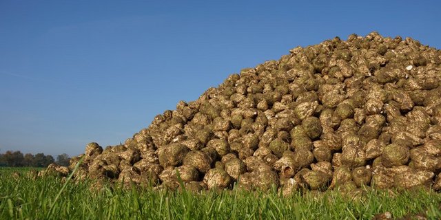 Es soll innerhalb des Rübenrings verschiedene Gruppen geben, in denen die Zukunft des Rübenanbaus diskutiert wird. (Bild BauZ)